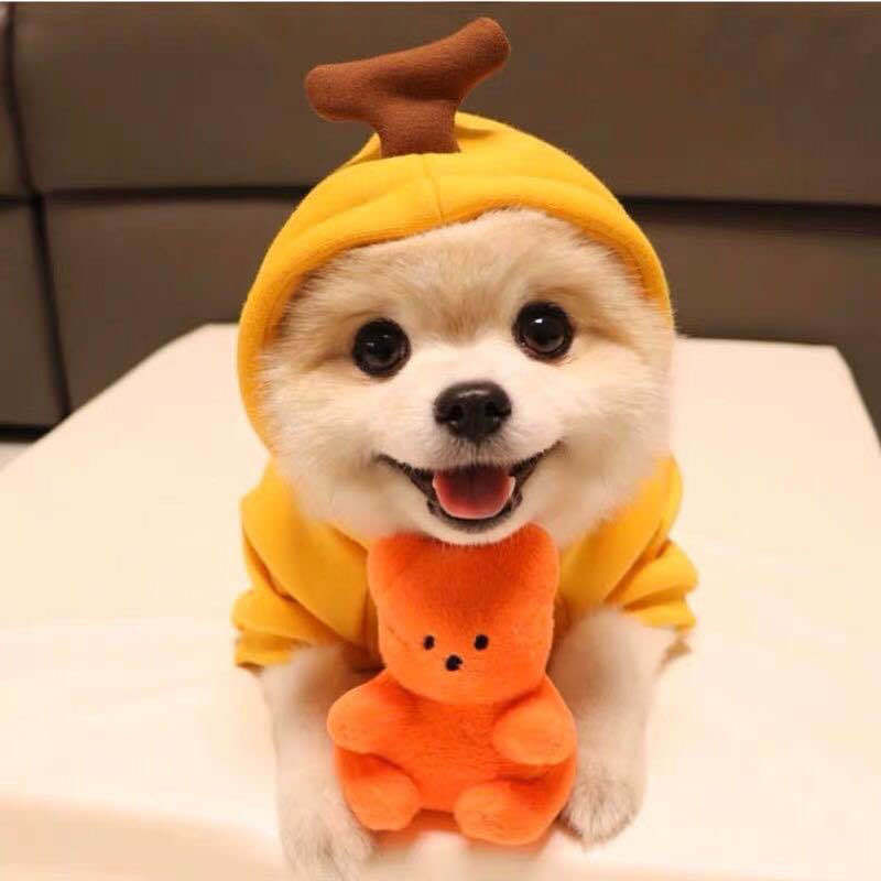 Fruit Hoodie Dog Clothes