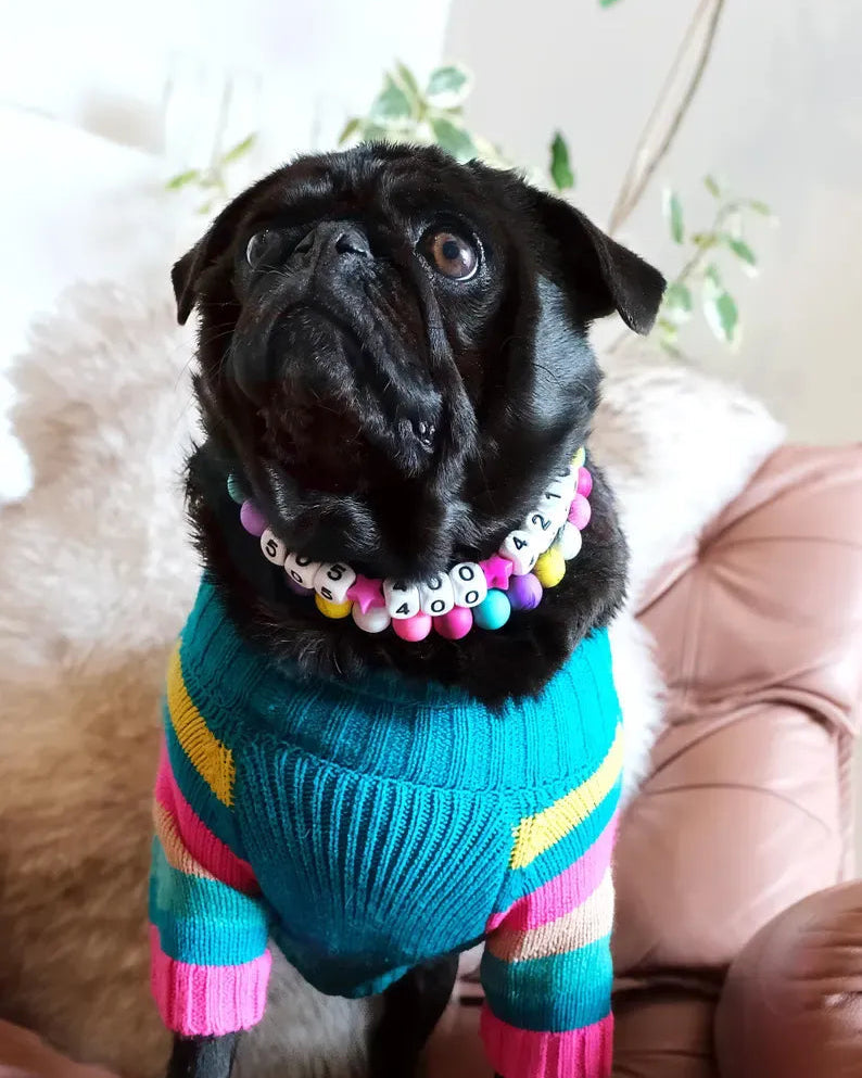 Black pug wearing a colorful sweater and multicolored collar on a couch.