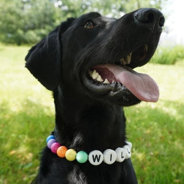 Personalized Pet Collar & Matching Bracelet Set
